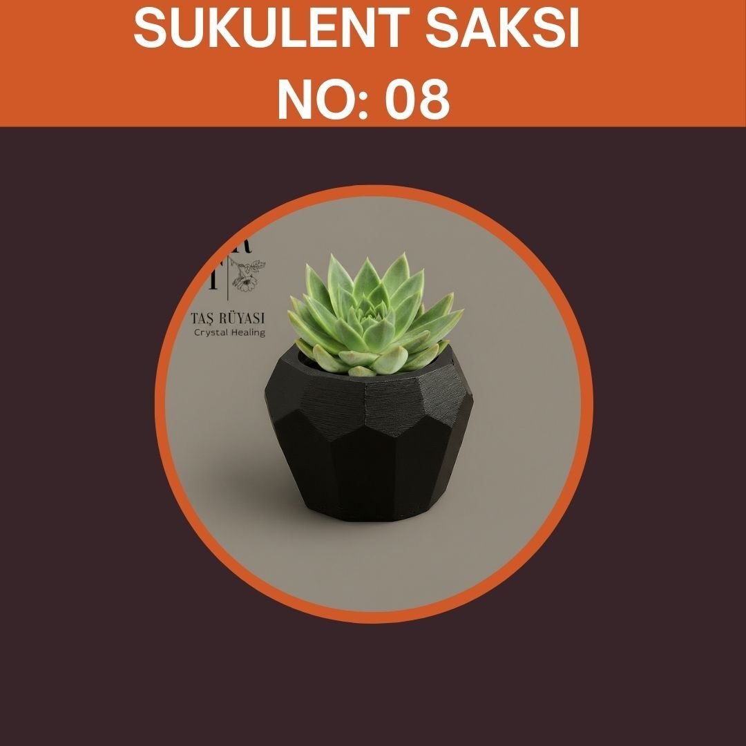 Sukulent Set Organizasyon Hediyeliği No:8