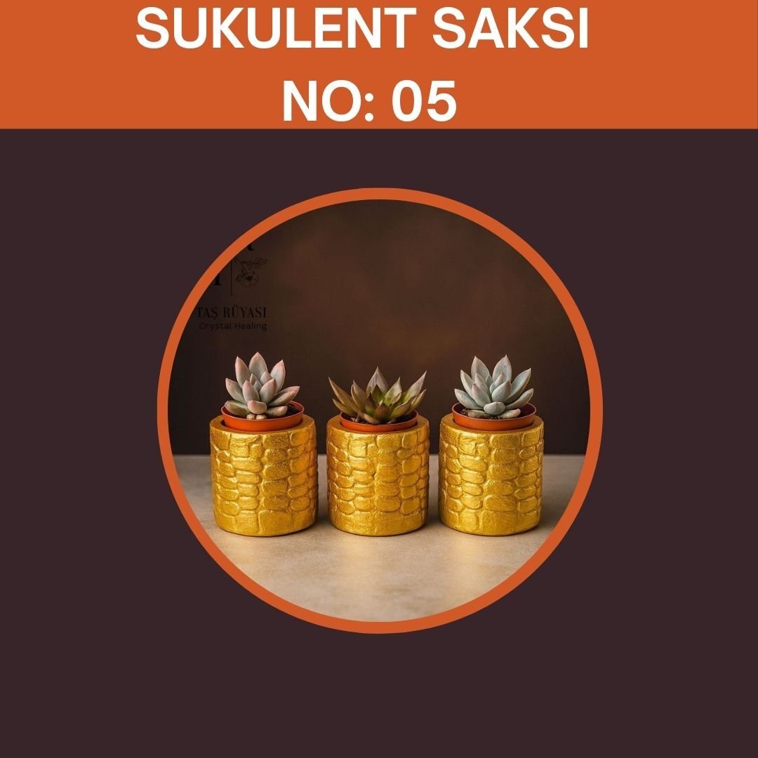 Sukulent Set Organizasyon Hediyeliği No: 5