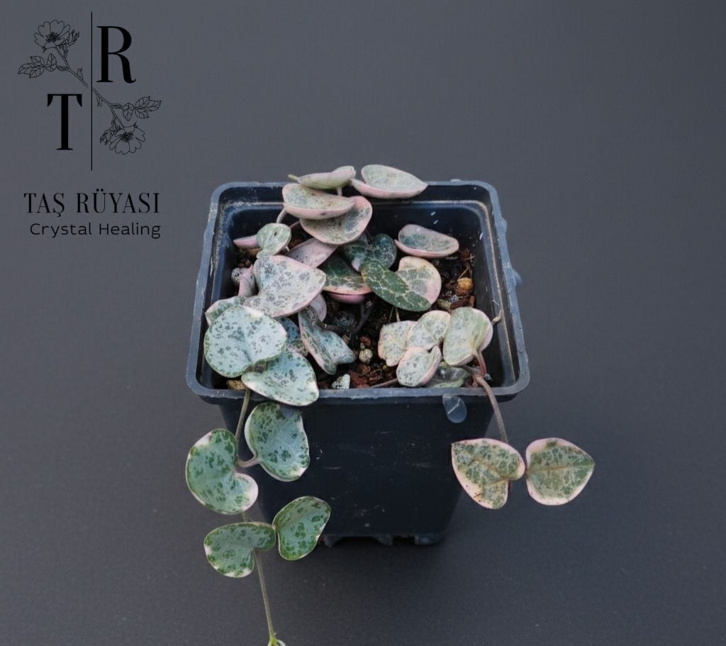 Kalp Kalbe Karşı Çiçeği (Ceropegia Woodii)