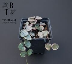 Kalp Kalbe Karşı Çiçeği (Ceropegia Woodii)