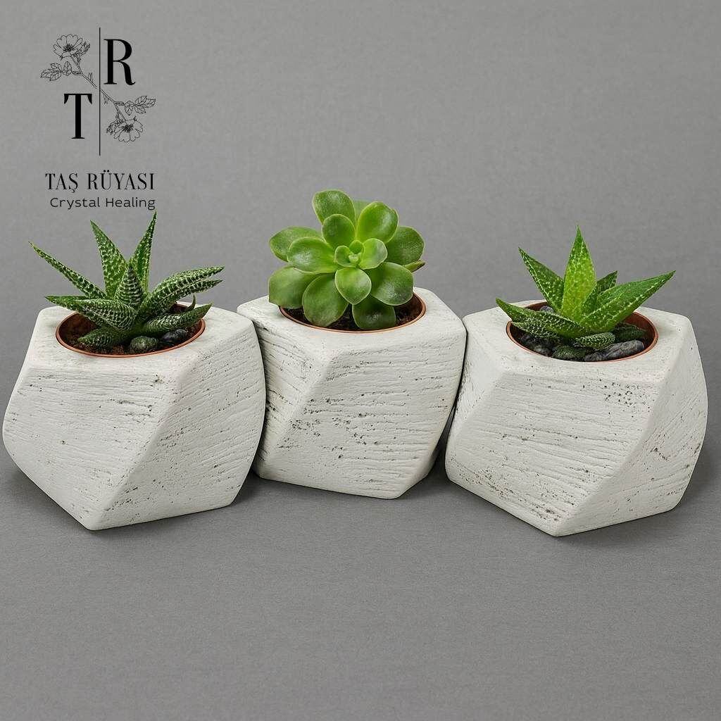 Beton Saksılı Sukulent Set 3'lü