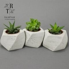 Beton Saksılı Sukulent Set 3'lü