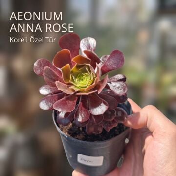 Koreli Anna Rose Aeonium (8'lik Saksıda)