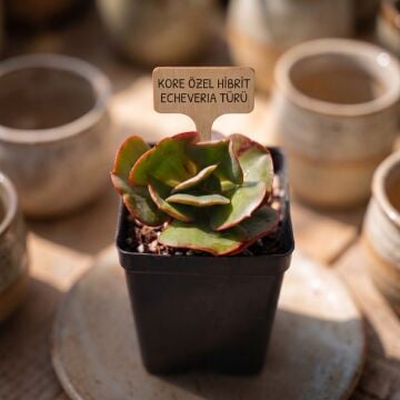 Echeveria Suyon Frill - Koreli Özel Tür Sukulent