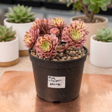 Aeonium Pink Copper Kettler