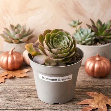 Aeonium Halloween Brushed - İthal Kore Özel Tür