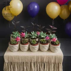 25 Adet Saksılı Sukulent Set ( Organizasyonlar İçin)
