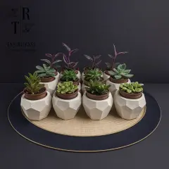 25 Adet Beton Saksılı Sukulent Set ( Organizasyonlar için)