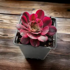 Aeonium Medusa