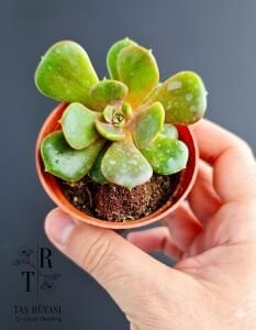 Koreli Echeveria Vampire Ball Sukulent | 5,5 cm Saksıda Koleksiyonluk Sukulent
