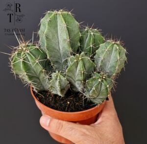 Stenocereus Pruinosus Kaktüs – Koleksiyon Kaktüsü