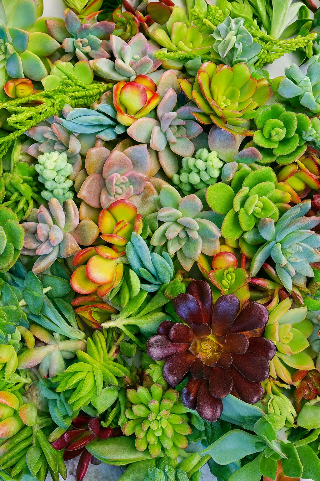 Sukulent Çelik Seti 30 adet