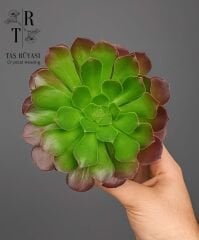 Aeonium Velour 10,5 cm Saksı