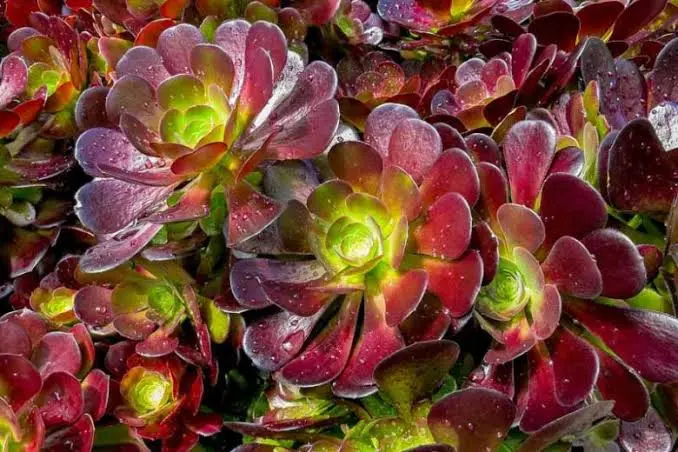 Aeonium Velour 10,5 cm Saksı