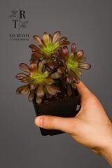 Aeonium Arboreum Var. Atropurpureum