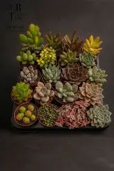 20 Farklı Sukulent Çiçek ( 5.5 Cm Saksı)