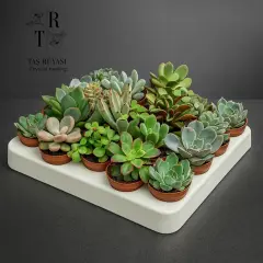 20 Farklı Sukulent Çiçek ( 5.5 Cm Saksı)