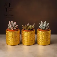 3'lü Beton Saksılı Sukulent Set