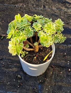 Aeonium Yuzi  Koreli Sukulent