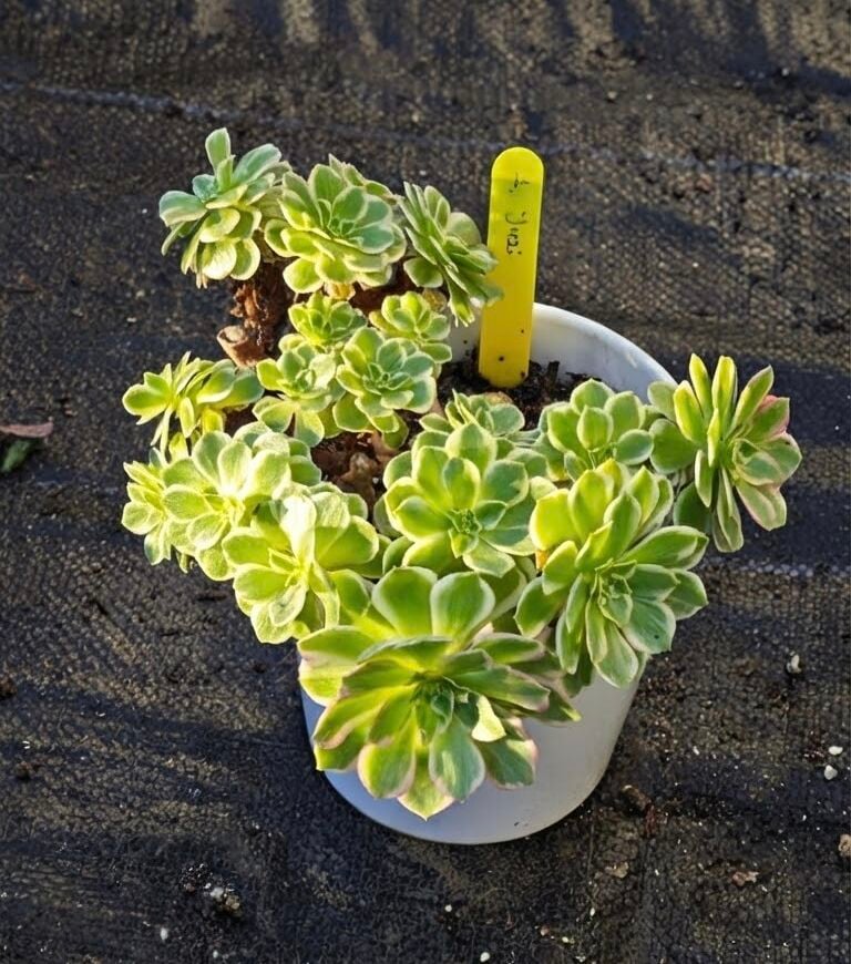 Aeonium Yuzi  Koreli Sukulent