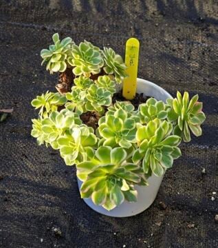 Aeonium Yuzi  Koreli Sukulent