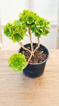 Aeonium Green Rose Anaç Form