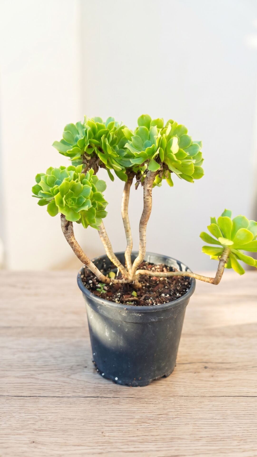 Aeonium Green Rose Anaç Form