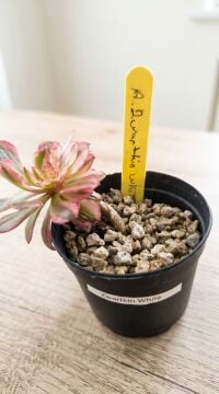 Aeonium Zwartkin White Koreli Tür