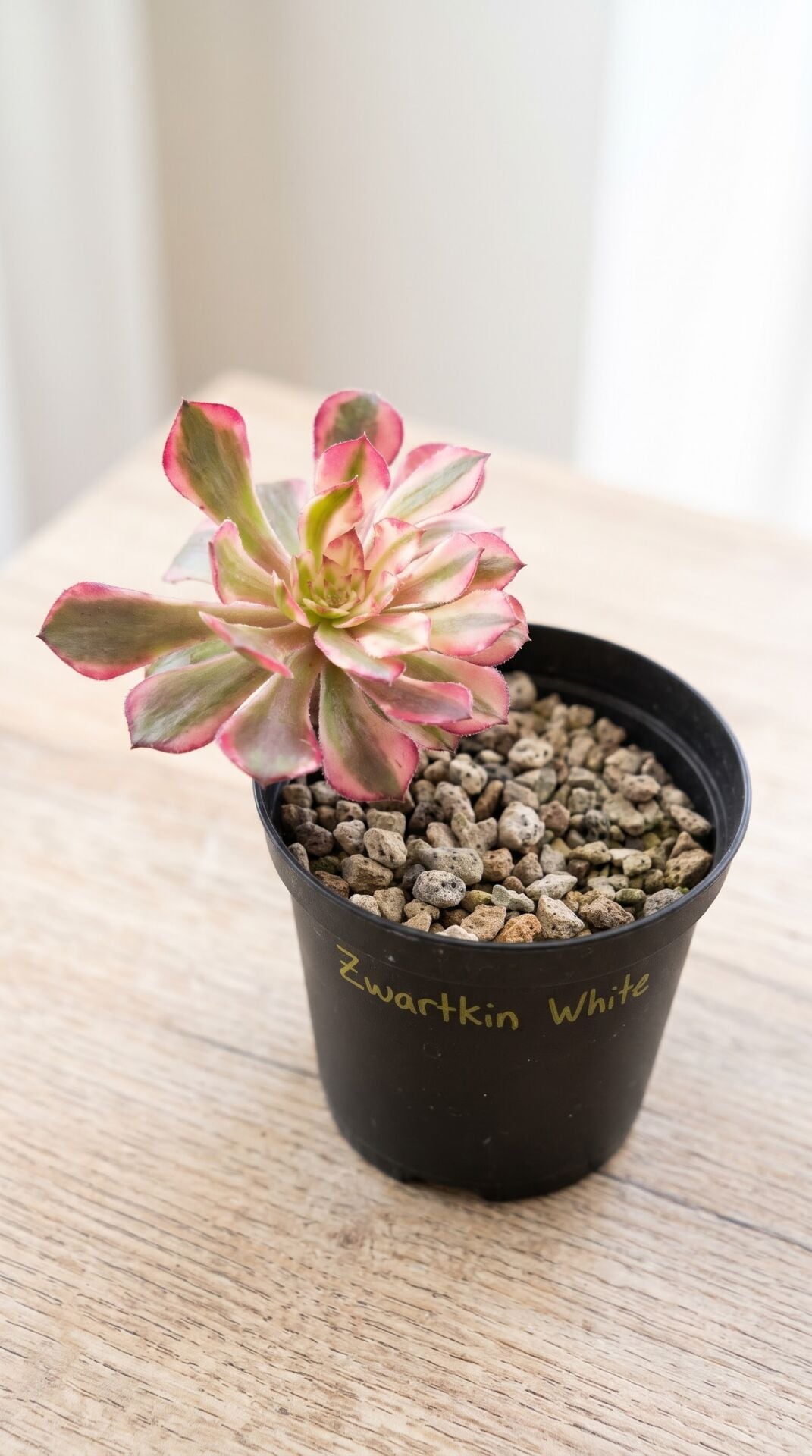 Aeonium Zwartkin White Koreli Tür