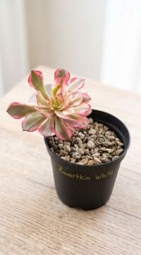 Aeonium Zwartkin White Koreli Tür