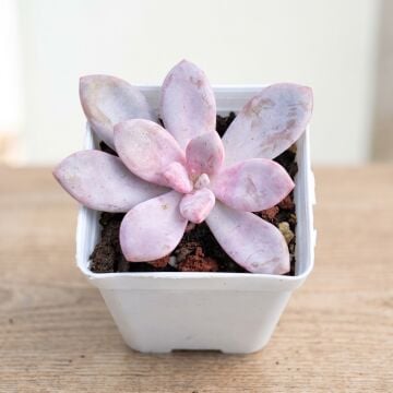 Pachyveria Oviferum Roseum (Pink Moonstones)