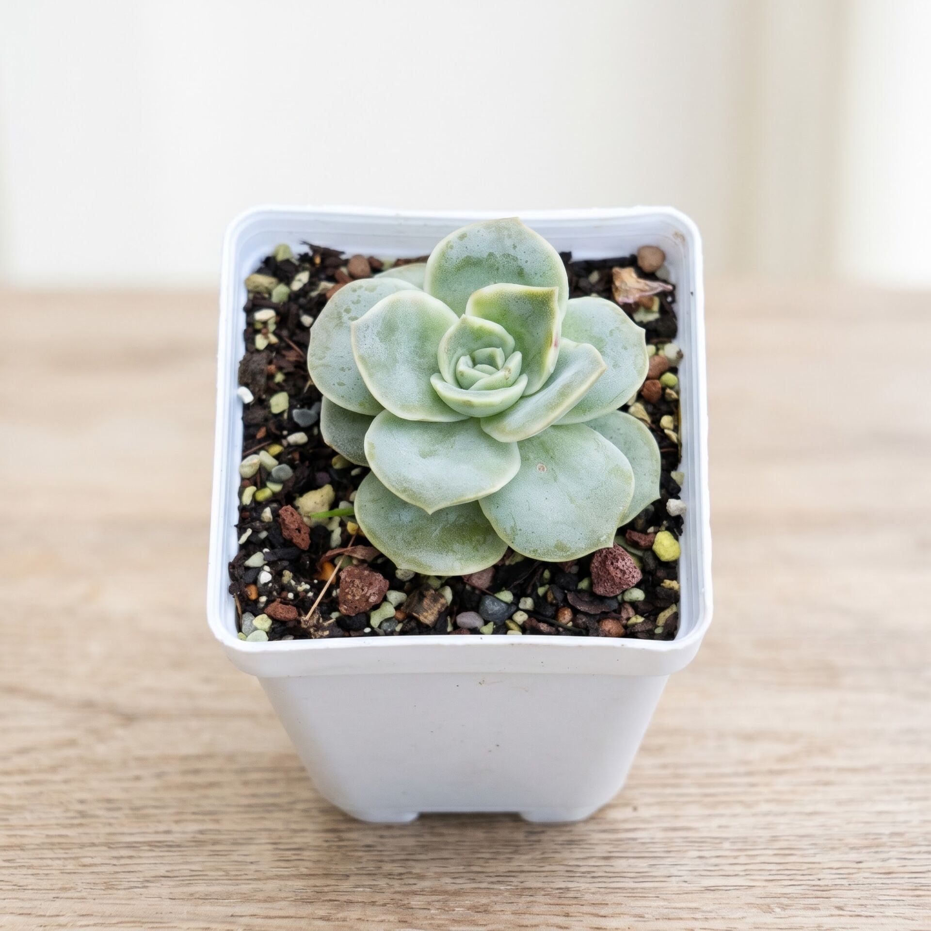 Graptoveria 'Lovely Rose'
