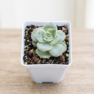 Graptoveria 'Lovely Rose'