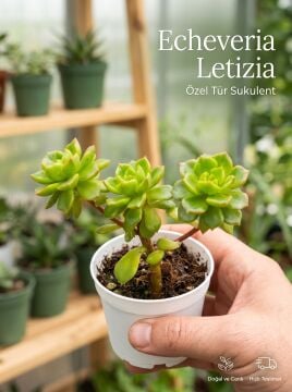 Echeveria Letizia