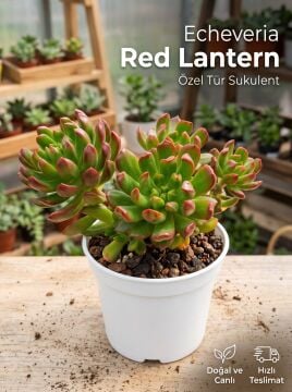 Echeveria Red Lantern
