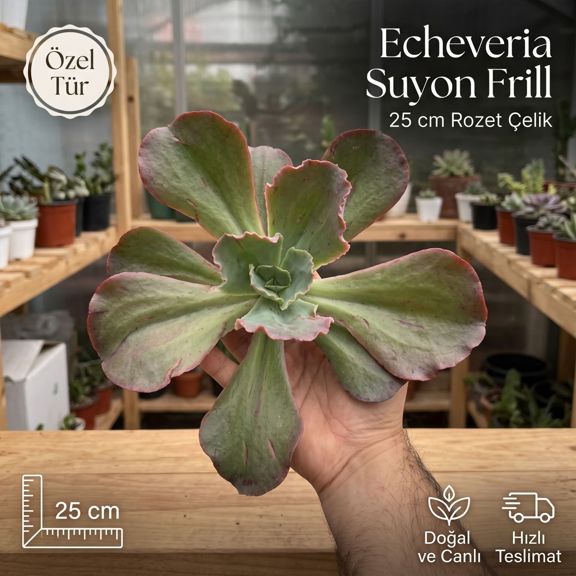 Echeveria Suyon Frill Çelik | Koreli Özel Tür