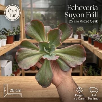 Echeveria Suyon Frill Çelik | Koreli Özel Tür