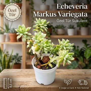 Echeveria Markus Verigate