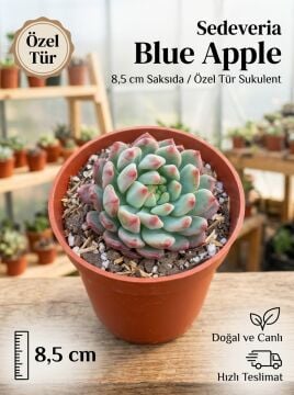 Sedeveria Blue Apple 8,5 cm Saksı Boyutu