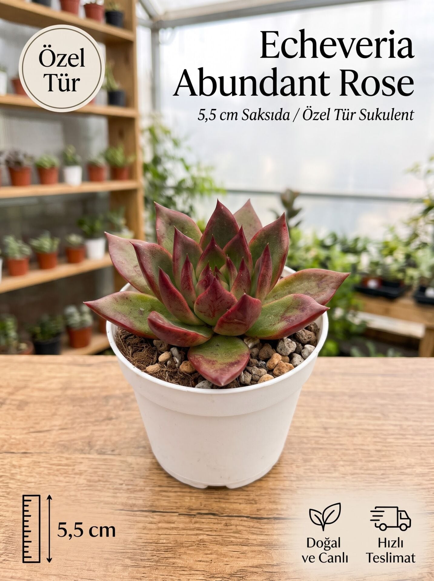 Echeveria Abundant Rose