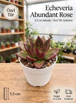 Echeveria Abundant Rose