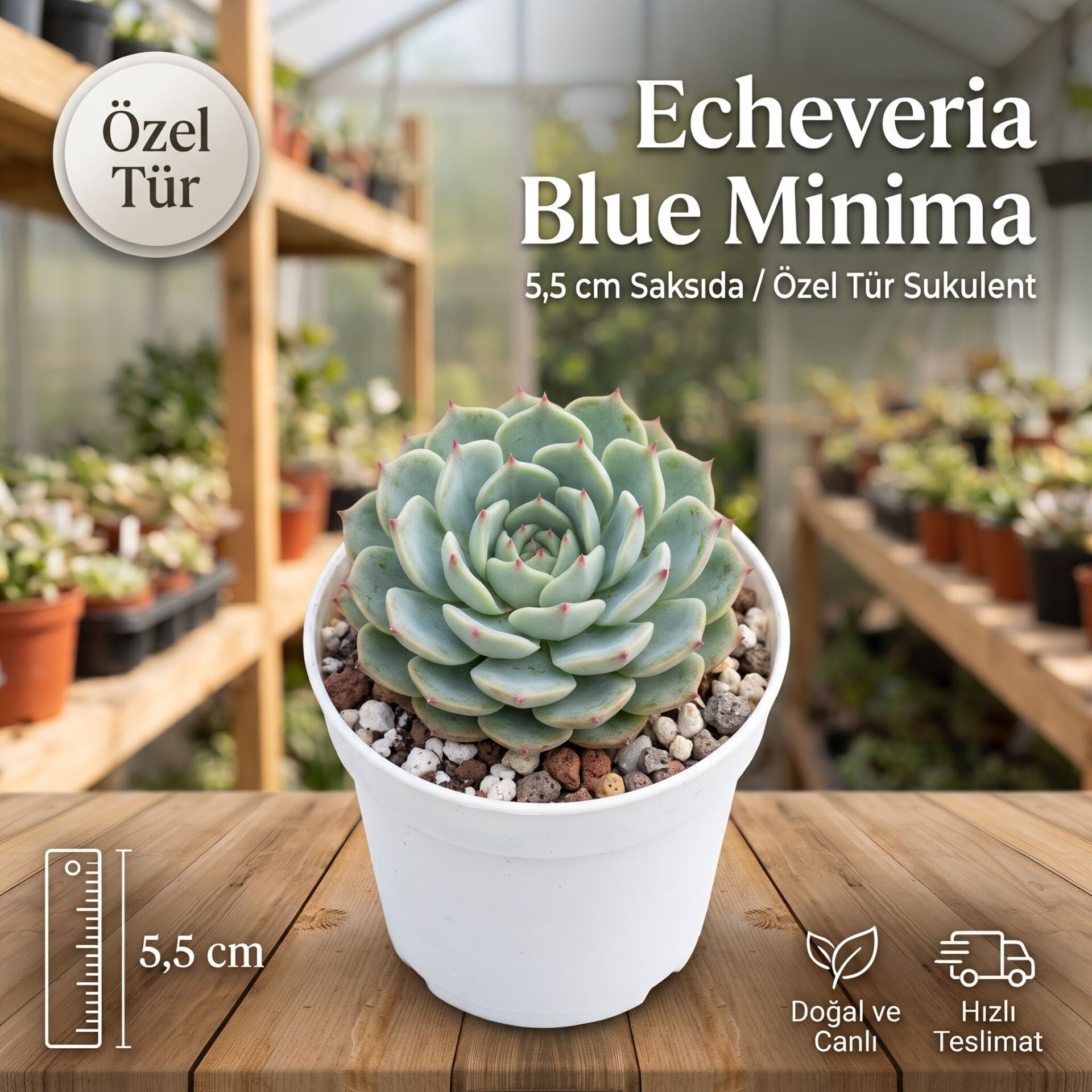 Echeveria Blue Minima