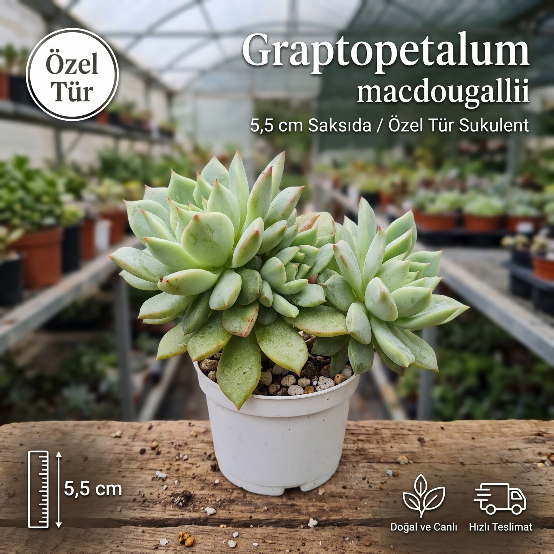 Graptopetalum Macdougallii