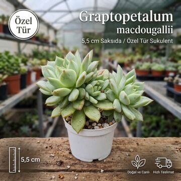 Graptopetalum Macdougallii