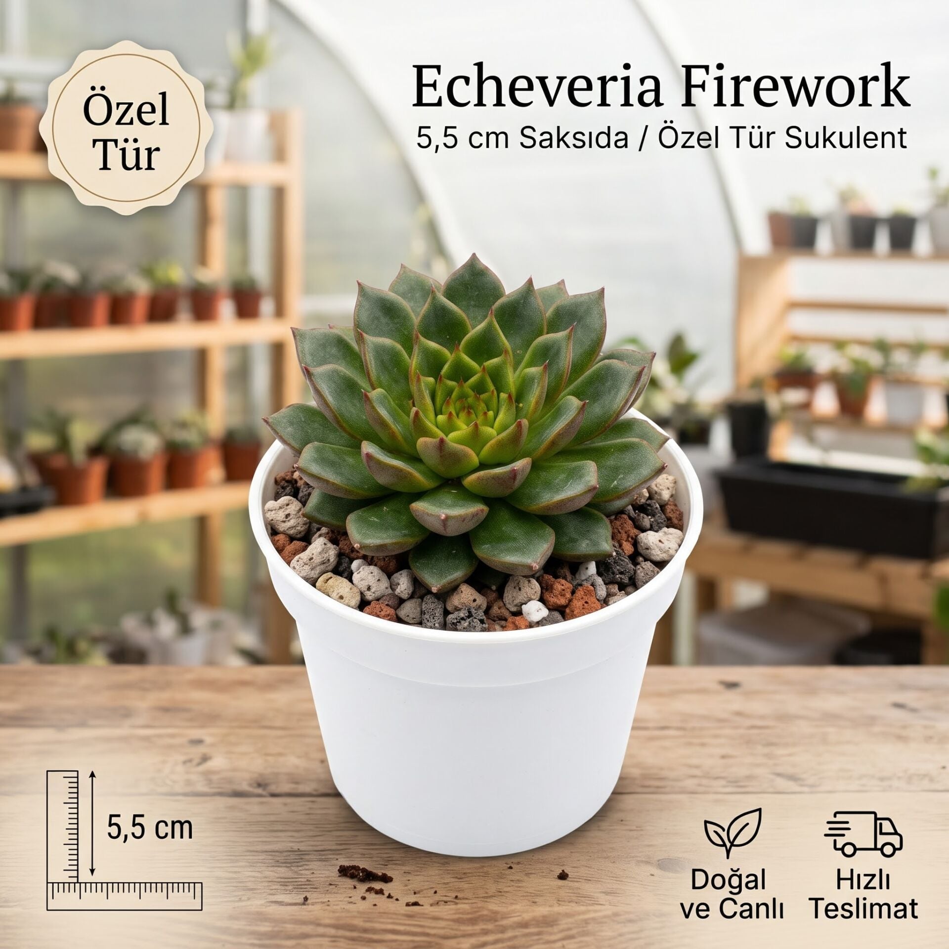 Echeveria Fire Work Koreli Sukulent
