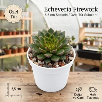 Echeveria Fire Work Koreli Sukulent