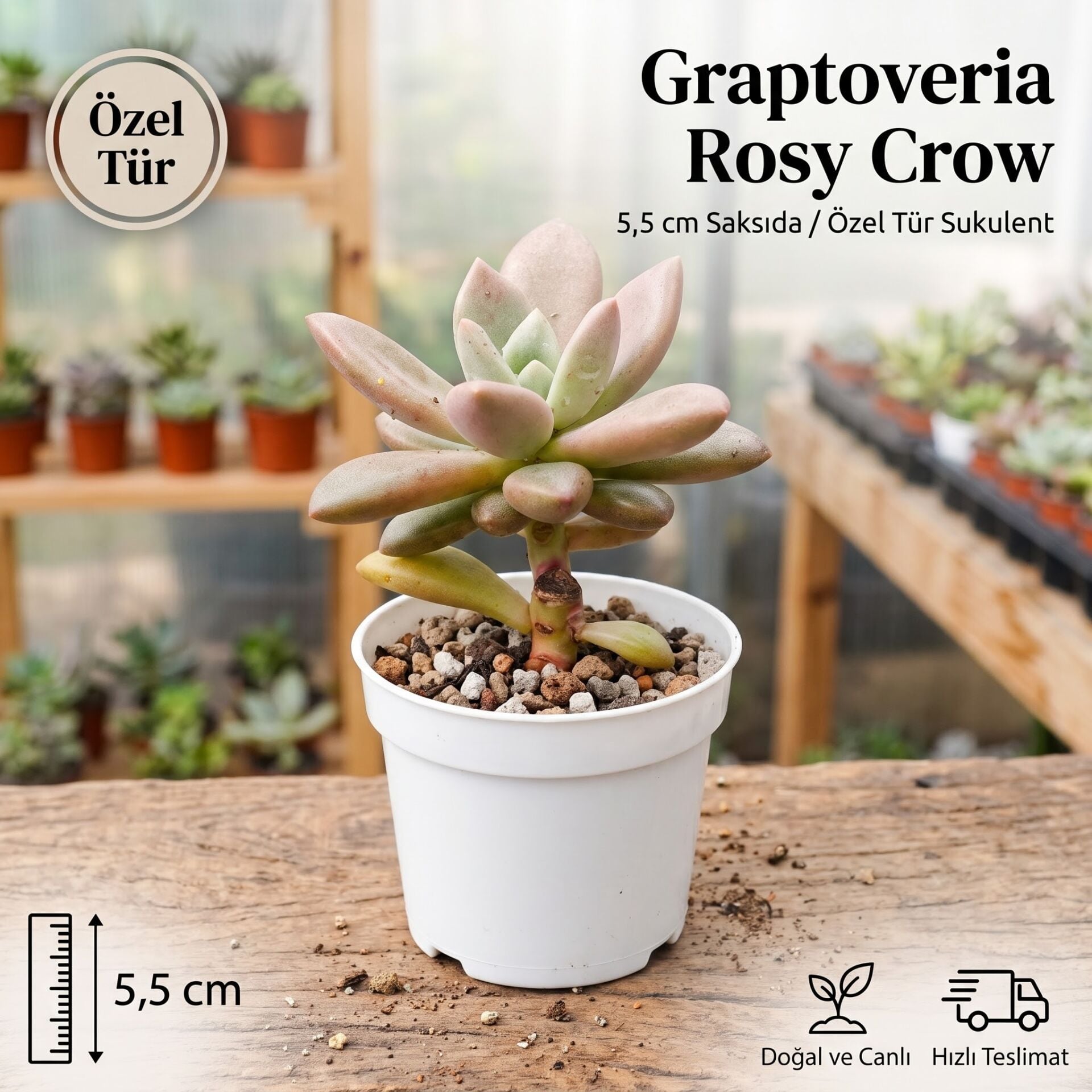 Graptoveria Rosy Crow